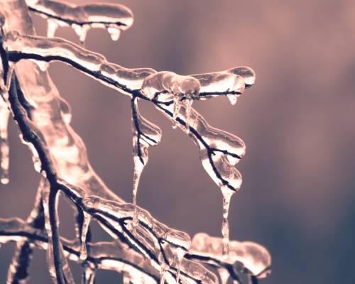 tree branches covered in thick ice. Photo by Dan Hamill from Pexels
