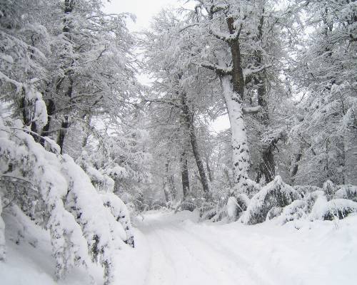 road winding through snowy forest. Photo by Marcio Freitas from FreeImages