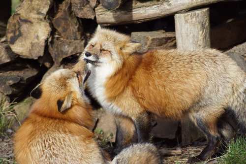 Picture of two foxes